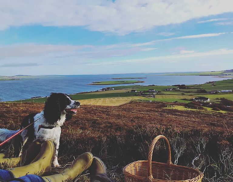 Contented dog atop Cuween hill in Finstown. Photo by Dave Neil (2018)
